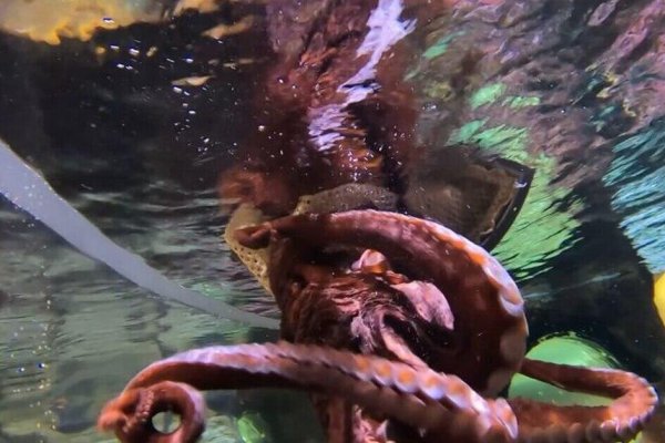 Ссылка на кракен тор магазин